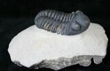 Phacops Trilobite - Mrakib, Morocco #14291-3